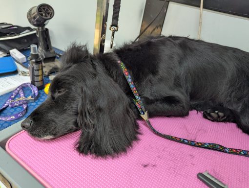 The sleeping Cocker Spaniel